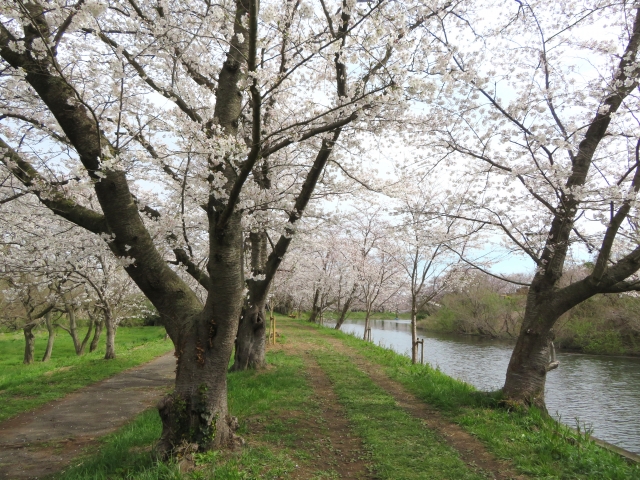 不動産売却 つくばみらい市 桜並木