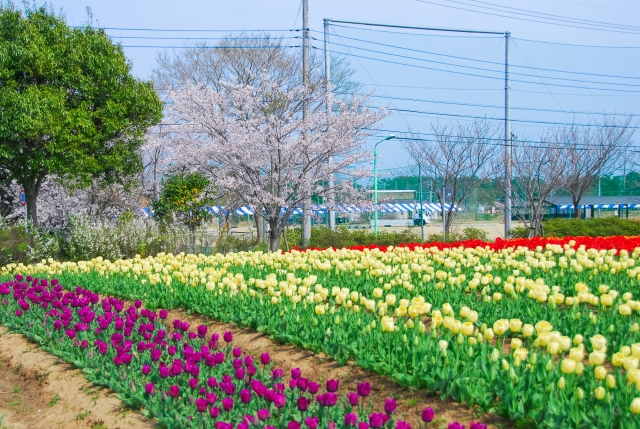 稲敷市 土地 売却 畑